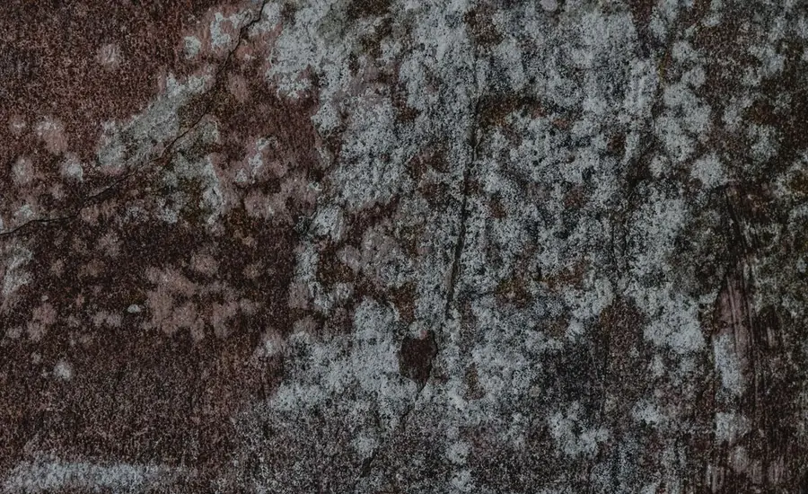 Pared con humedad y moho típica de un clima húmedo