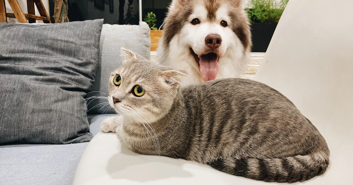 Limpieza del hogar con mascotas: trucos y productos seguros